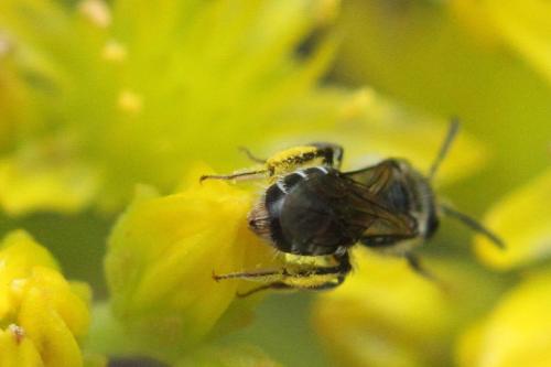 Andrena sp.